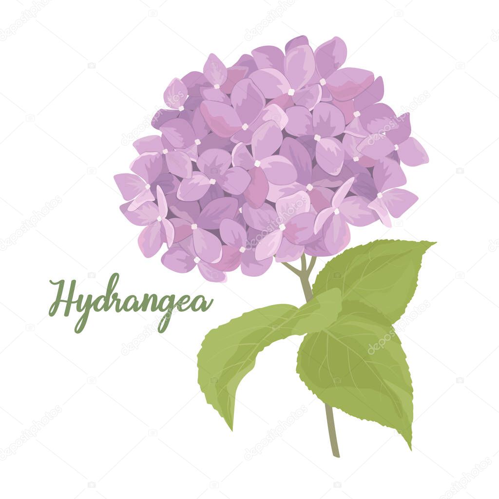 Hydrangea flower illustration in watercolor style