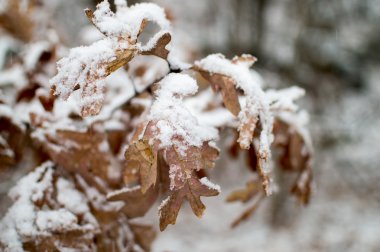 Şube brown'ın karda kapalı bırakır