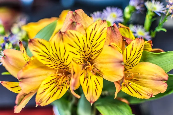 Close-up van een met Alstroemeria aurea bloemstuk Rechtenvrije Stockafbeeldingen