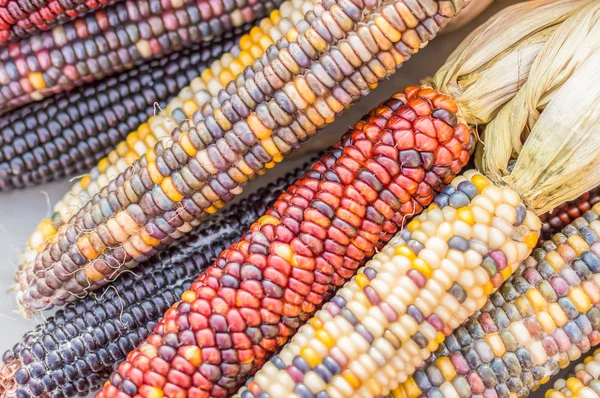 Indian corn - kolorowy kukurydziany na kaczan Zdjęcia Stockowe bez tantiem