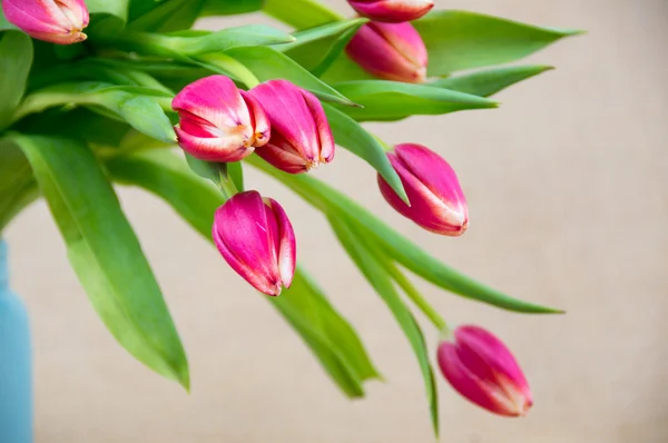 Bonitos tulipanes rosas — Foto de Stock