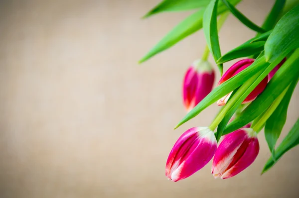 Fondo tulipán rosa — Foto de Stock