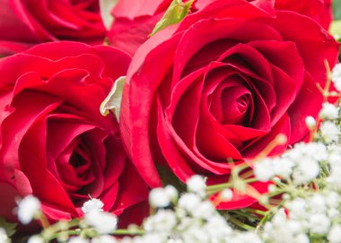 Kırmızı gül kadar yakın