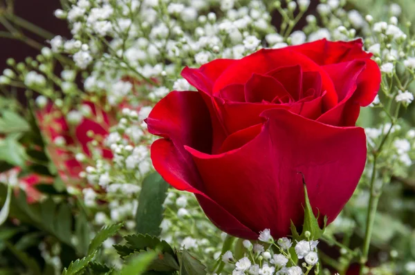 Red Rose with Baby's Breath — Stock Photo, Image