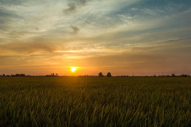 Tarlada günbatımının tadını çıkarıyorum..