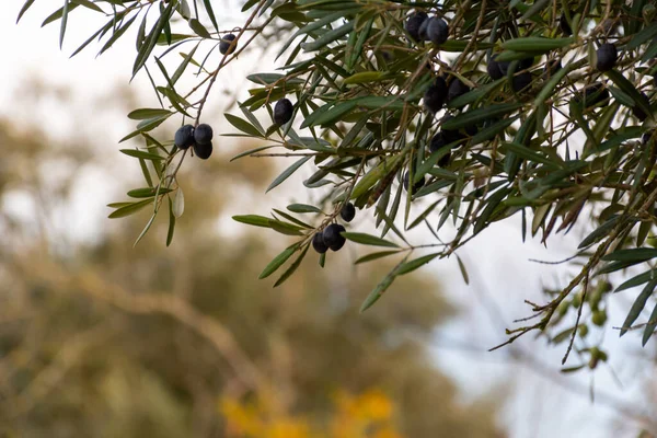 Closed view of some black olives in the olive tree before being harvested to produce extra virgin olive oil. Background blurred and selected focus.