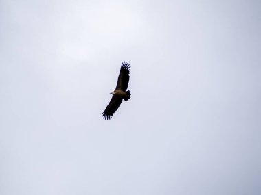 Griffon akbabası yiyecek arayan bulutlarla mavi gökyüzünde daireler çiziyor..