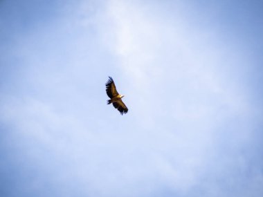 Griffon akbabası yiyecek arayan bulutlarla mavi gökyüzünde daireler çiziyor..