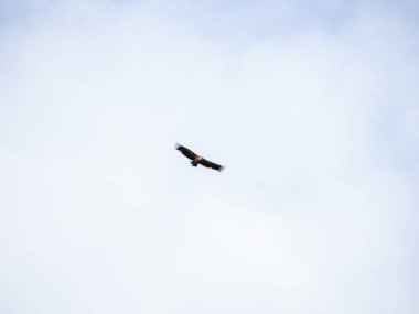 Griffon akbabası yiyecek arayan bulutlarla mavi gökyüzünde daireler çiziyor..