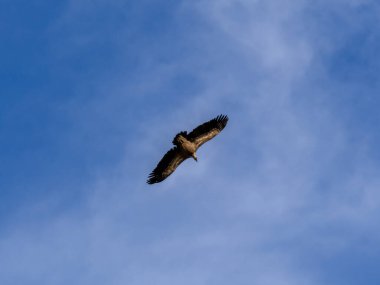 Griffon akbabası yiyecek arayan bulutlarla mavi gökyüzünde daireler çiziyor..
