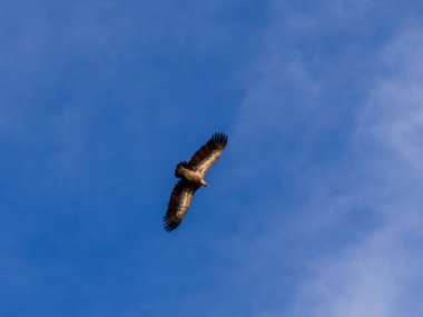 Griffon akbabası yiyecek arayan bulutlarla mavi gökyüzünde daireler çiziyor..