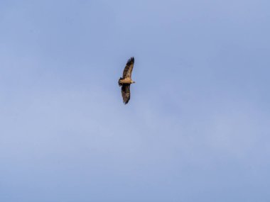 Griffon akbabası yiyecek arayan bulutlarla mavi gökyüzünde daireler çiziyor..