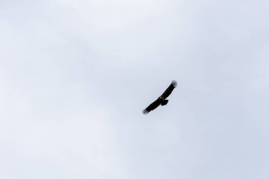 Griffon akbabası yiyecek arayan bulutlarla mavi gökyüzünde daireler çiziyor..