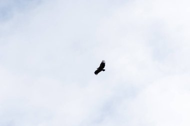 Griffon akbabası yiyecek arayan bulutlarla mavi gökyüzünde daireler çiziyor..