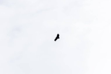 Griffon akbabası yiyecek arayan bulutlarla mavi gökyüzünde daireler çiziyor..