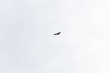 Griffon akbabası yiyecek arayan bulutlarla mavi gökyüzünde daireler çiziyor..