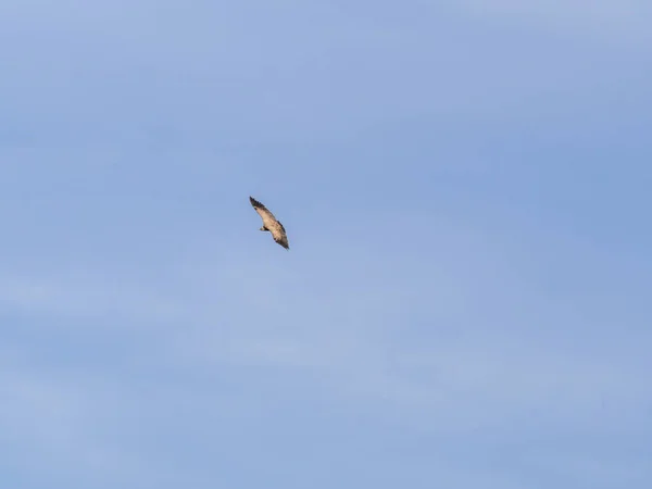Abutre Griffon Voando Círculos Sobre Céu Azul Com Nuvens Busca — Fotografia de Stock