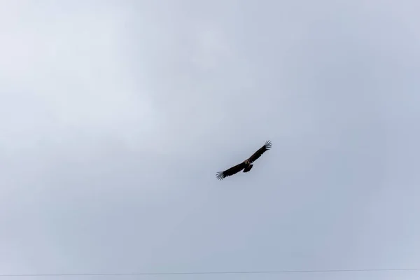 Sęp Griffon Latający Kółko Nad Błękitnym Niebem Chmurami Poszukiwaniu Pożywienia — Zdjęcie stockowe
