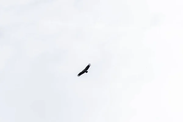 Griffon Vulture Flying Circles Blue Sky Clouds Search Food — Stock Photo, Image