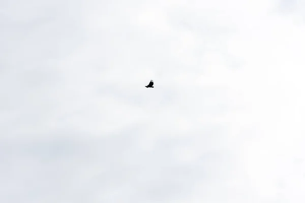 Vautour Griffon Volant Cercles Dessus Ciel Bleu Avec Des Nuages — Photo