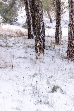 Karda koşan bir köpeğin dikey görüntüsü. Karışık köpek, melez ve teriyer. Uzun saçlı köpek, karla ıslanmış..