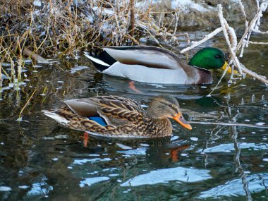 Seçili odak. Mallard Anas platyrhynchos, Anatidae familyasından bir anseriform kuş türü. Bitkilerde buzla nehirde yüzen bir çift ördek..