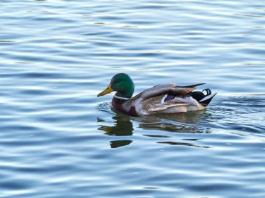 Seçili odak. Mallard Anas platyrhynchos, Anatidae familyasından bir anseriform kuş türü. Ördek nehirde yüzüyor
