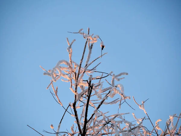 Ice Covering Branches Shoots Plants Trees Ice Crystals Macro View — Stock Photo, Image