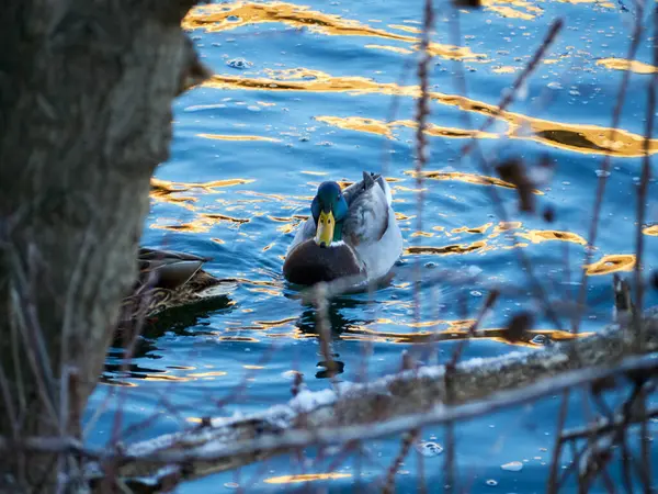 Mallard Anas Platyrhynchos Una Especie Ave Anseriforme Familia Anatidae Par — Foto de Stock