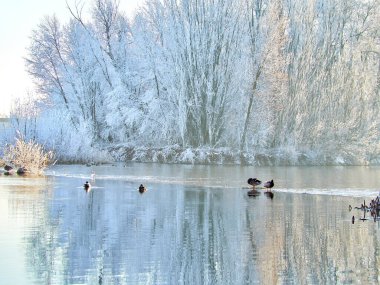 Mallard, Anatidae familyasından bir kuş türü. Gün batımında nehirden yüzen bir çift erkek ve dişi ördek. Yeşil başlı ördek