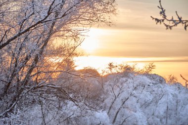 Altın gökyüzü ve buzla kaplı ağaçlarla gün batımı. Kışın altın saati. Yatay görünüm