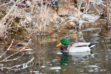 Mallard Anas platyrhynchos, Anatidae familyasından Anatidae familyasından bir kuş türü. Bir çift ördek. Görüntüyü kapat