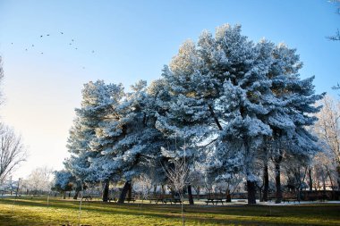 Karla kaplı dev ağaçlar, bir kış akşamı mavi gökyüzünde uçuyorlar. Doğada bir piknik alanında banklar.