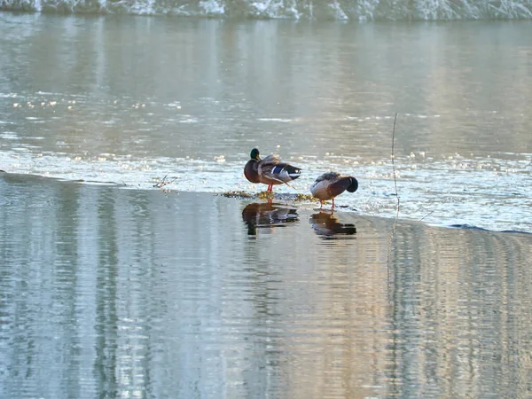 Mallard Anatidae 속하는 Gossamer 일종이다 수컷과 강에서 헤엄쳐 나옵니다 — 스톡 사진