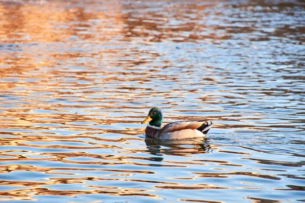 Mallard Anas Platyrhynchos Una Especie Ave Anseriforme Familia Anatidae Vista — Foto de Stock