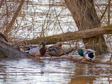 Gün batımında nehirde yüzen bir kazın yakından görüntüsü..