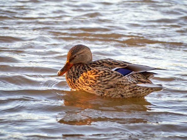 Eine Stockente Anas Platyrhynchos Aus Der Vogelperspektive Nahaufnahme Einer Stockente — Stockfoto