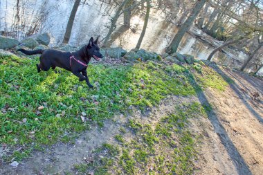 Alacakaranlıkta nehir kenarında koşan siyah Belçika çoban köpeği. Köpek doğada eğleniyor ve oynuyor. Yatay fotoğraf
