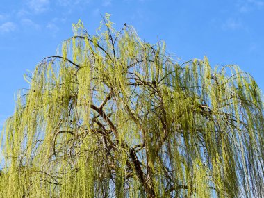 Mavi gökyüzünün altında ağlayan söğüt (Salix baby lonica) çiçek açıyor