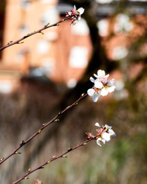 Badem ağacı çiçek açtı. Ağacın dalındaki tomurcuklar. Geçmişi bulanık beyaz çiçekler. Bokeh geçmişi. Dikey görünüm