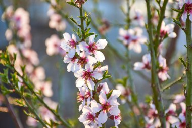 Badem çiçeklerinin bahar aylarındaki Macro manzarası ve odak dışı bir arka plan. Beyaz, pembe ve mor yapraklı çiçekler. Bitkilerin yeşil filizleri. Çocuk odası, yatay manzara.