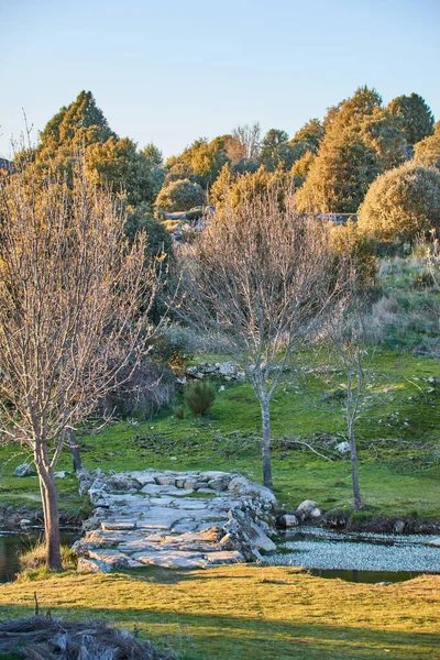 Vertical image of a forest blooming in spring at sunset with a river and a stone bridge. Hiking route