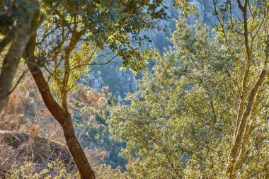 Dağ yamacındaki ormandaki kayalar ve ağaçlar arasında yatay görüş. Sihirli gün batımı, Avrupa ormanı İlkbaharda, altın saat