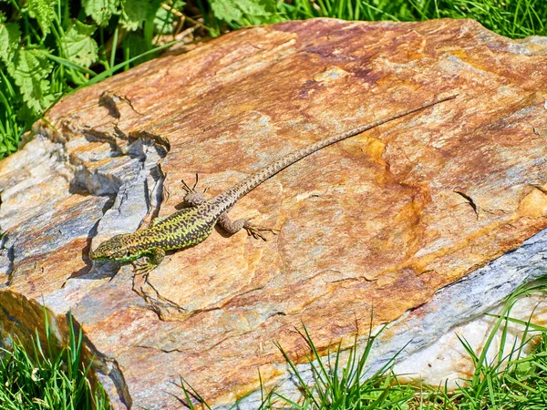 Iberolacerta Galani Oder Eidechse Von Leon Die Sich Der Sonne — Stockfoto