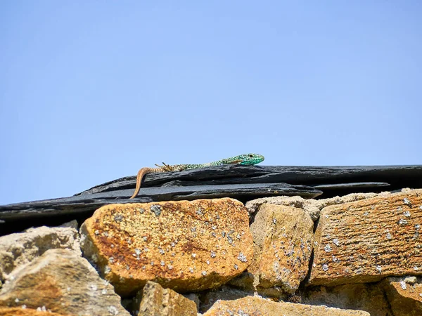 Iberolacerta Galani Oder Eidechse Von León Die Sich Der Morgensonne — Stockfoto