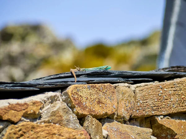 Iberolacerta Galani Oder Eidechse Von León Die Sich Der Morgensonne — Stockfoto