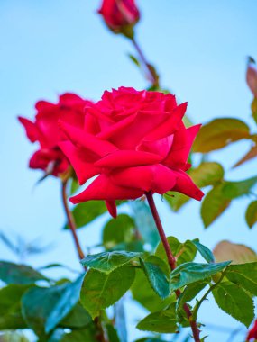 Gül çalısı ve gökyüzünün arka planında güzel bir bokeh olan doğal bir gül üzerine seçici bir odak. Baharda açan kırmızı gül. Aşıklar, kırmızı ve pembe gül yaprakları. Doğal bitki kontrastı