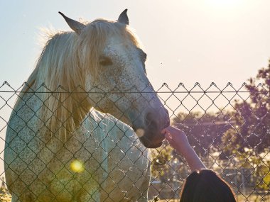 Kapıdan beyaz benekli bir atı okşamaya çalışan bir adamın eli. Baharda gün batımında güzel bir arka ışık. Seçici odak