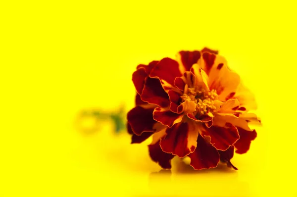 Tagetes Fleur Couchée Sur Fond Jaune Flou — Photo