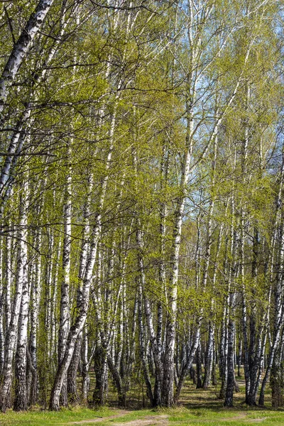 Våren landskap med björkar — Stockfoto